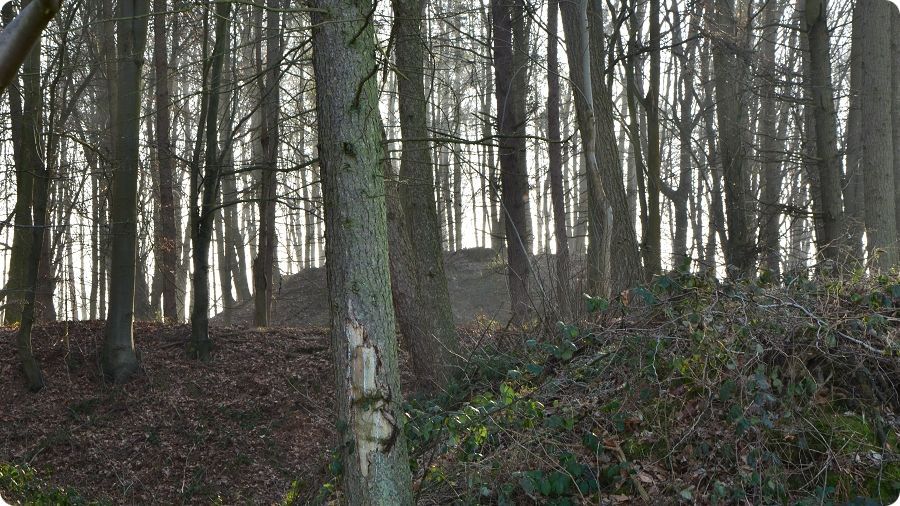 Le bois des Mottes � �toutteville