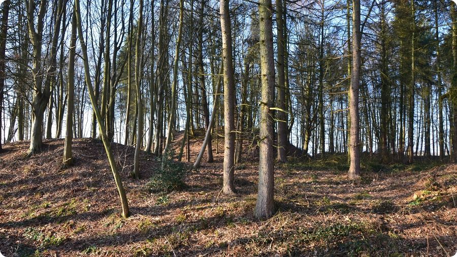 Le bois des Mottes � �toutteville