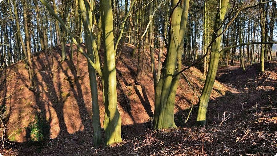 Le bois des Mottes � �toutteville