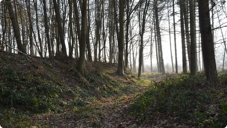 Le bois des Mottes � �toutteville
