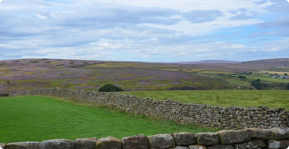 Les landes de Great-Ayton