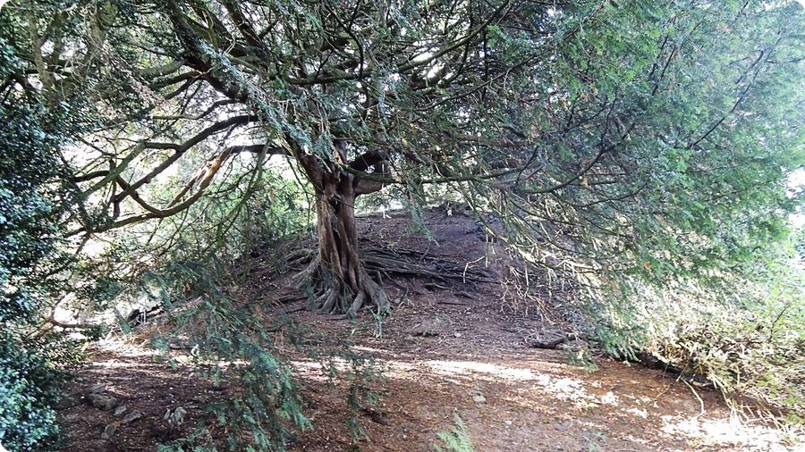 Site castral m�di�val de Buttercrambe