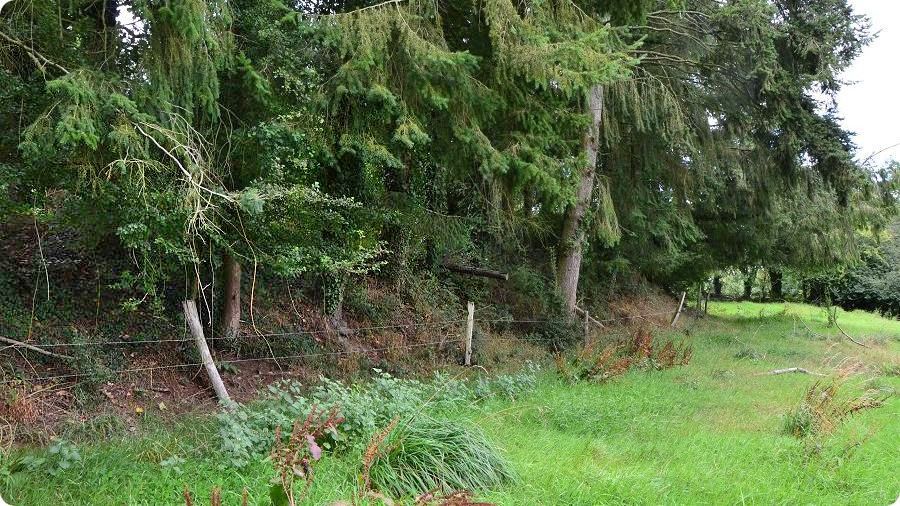 Site castral médiéval de Moyon