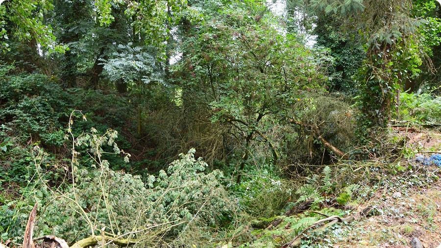 Site castral médiéval de Moyon